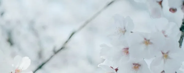 Moon and sun matching banner: the girl who always finds him under the cherry blossoms (matches haru)