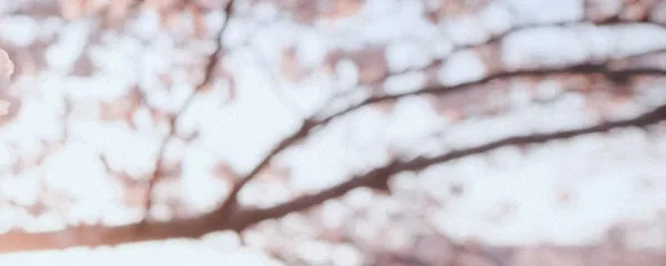 Matching real photo banner: matching irl pair 'through your lens' (b): he photographs her under the sakura; soft 35mm film, warm peach sunset