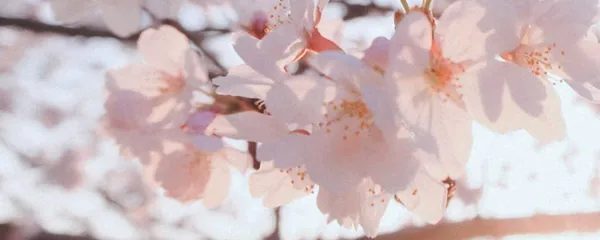Matching real photo banner: matching irl pair 'through your lens' (a): she photographs him under the sakura, he photographs her; soft 35mm film, blush + peach sunset