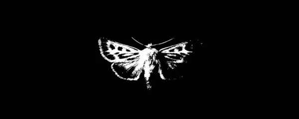 Moth banner: a quiet boy in the dark, a single white moth drawn to his light; sleek, monochrome, mysterious